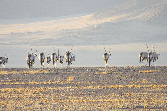 Tierwelt in der Namib-Wüste