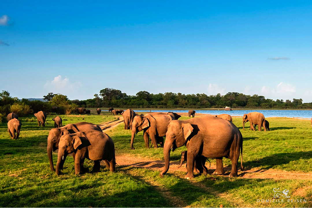 Sri Lanka's culture, nature and wildlife with 1 week beach stay in exclusive beach hotel - ideal for families with children
