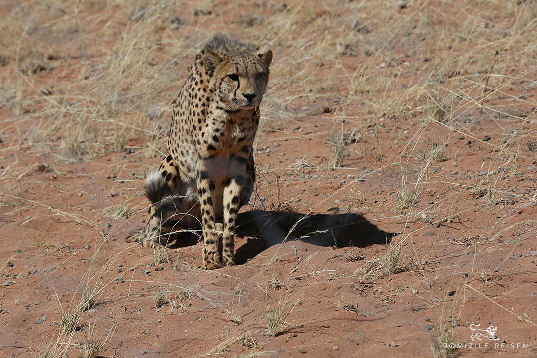 Namibia and Botswana - Rental car round trip and Fly-In Safari