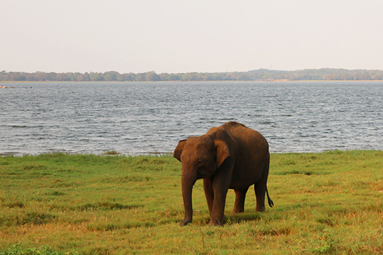 Safari auf Sri Lanka