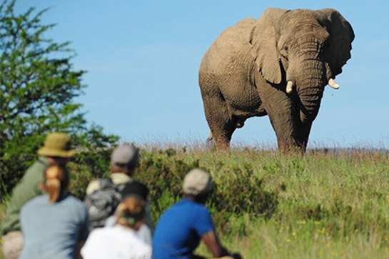 Elefanten-Beobachtung während Fuß-Safari
