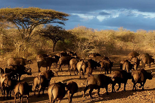 Büffel im Madikwe Game Reserve